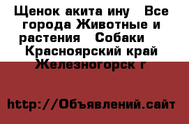 Щенок акита ину - Все города Животные и растения » Собаки   . Красноярский край,Железногорск г.